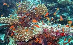 IMG_0863rf_Maldives_Madoogali_Plongee 9_House reef north_Barbiers rouges a queue de lyre_Pseudanthias Squamipinnis